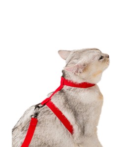 Kedi Tasması Kedi Göğüs Bel Ayarlanabilir Dayanıklı Sağlam Tasma Kırmızı 2CM